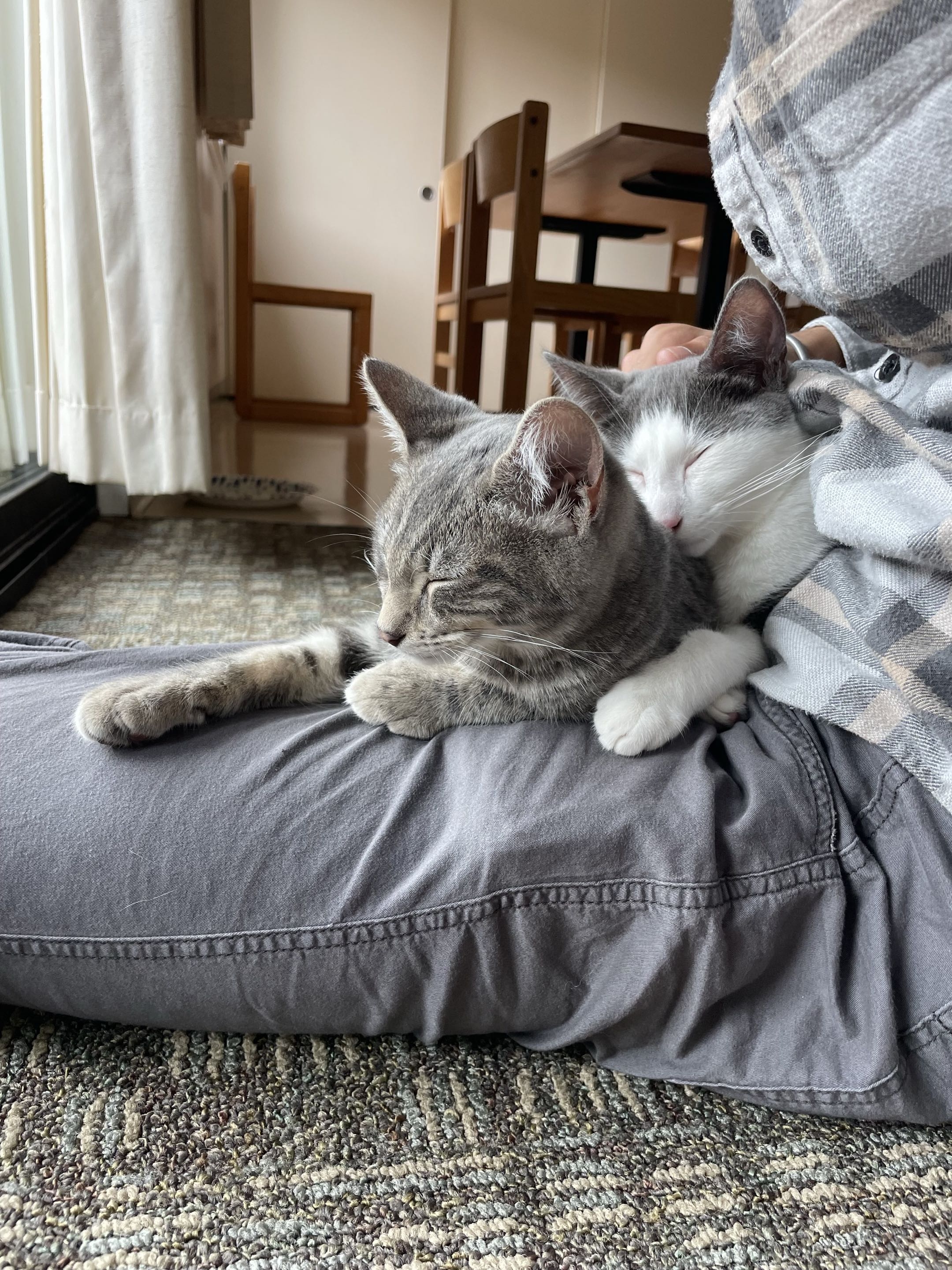 Cat Pantry IoT Detector thumbnail